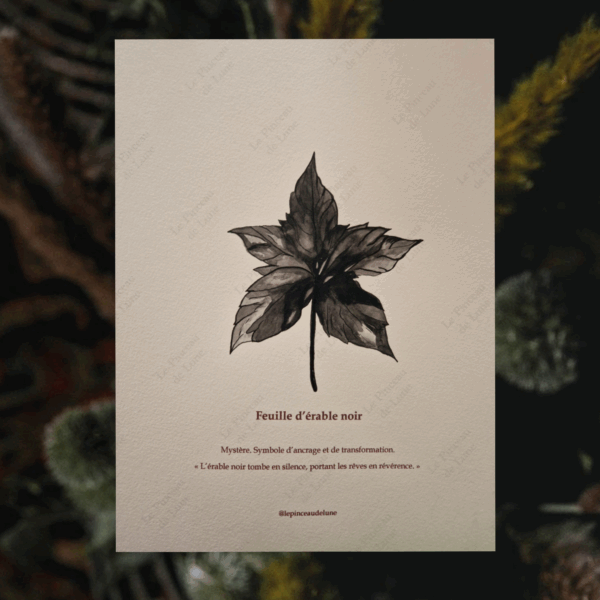 "Feuille d'érable noir"