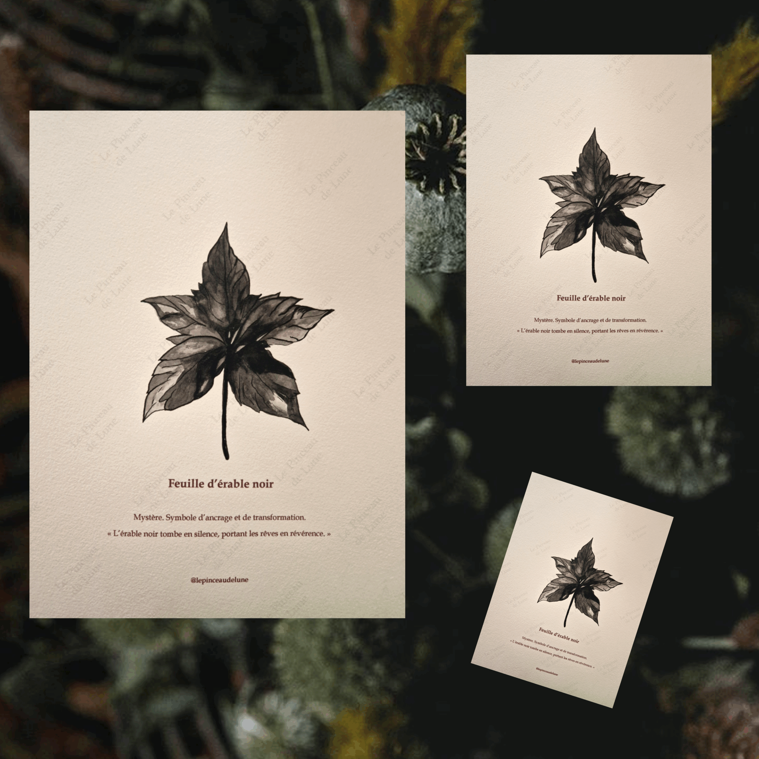 « Feuille d’érable noir »